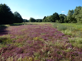 Emsauenpark&nbsp;&copy;&nbsp;Stadt Telgte, Simone Thieringer