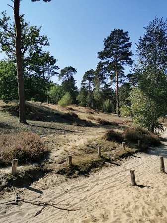 Wacholderheide&nbsp;&copy;&nbsp;Stadt Telgte, Gabi Wilken